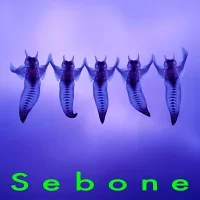 Sebone -脊髄盤-のジャケット