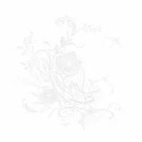 白色蜉蝣のジャケット